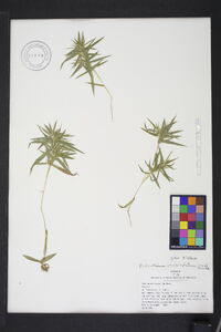 Panicum malacophyllum image