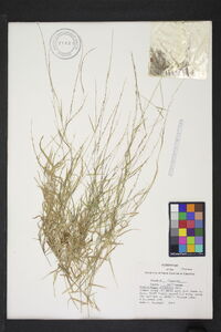 Muhlenbergia schreberi image