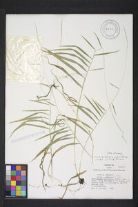 Muhlenbergia subbiflora image