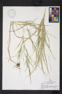 Muhlenbergia frondosa image