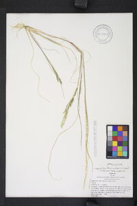 Diplachne fusca subsp. fascicularis image