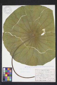 Nelumbo lutea image