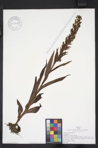 Habenaria repens image