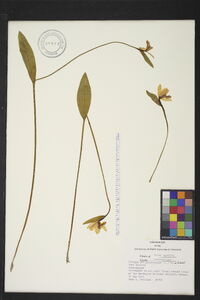 Pogonia ophioglossoides image