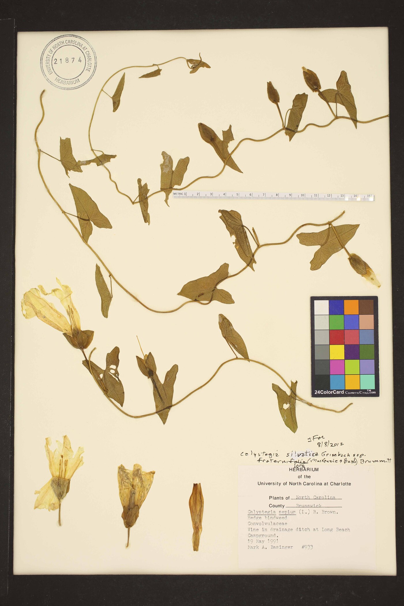 Convolvulus fraterniflorus image