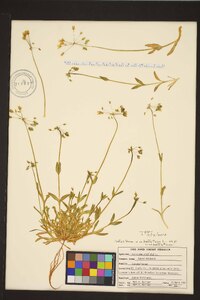 Holosteum umbellatum subsp. umbellatum image