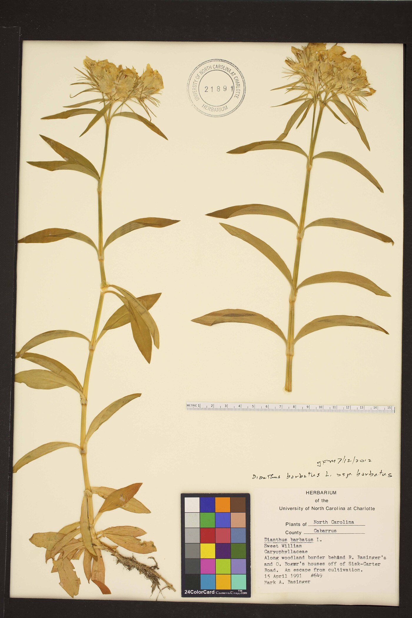 Dianthus barbatus subsp. barbatus image