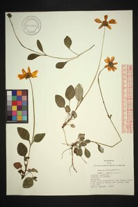 Coreopsis auriculata image