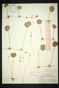 Hydrocotyle bonariensis image