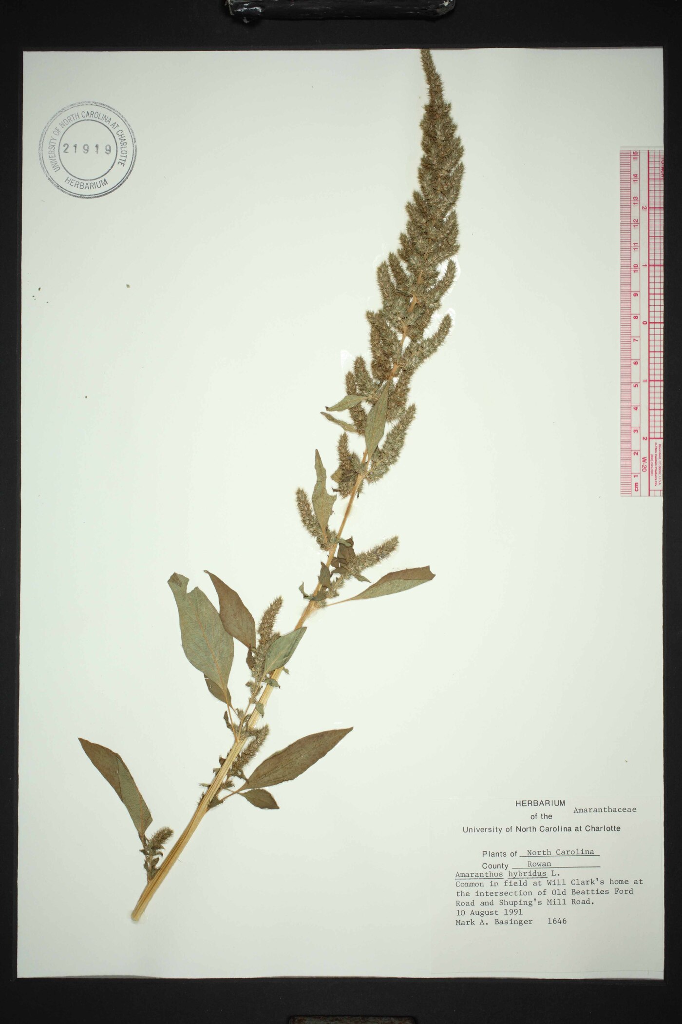 Amaranthus hybridus subsp. hybridus image