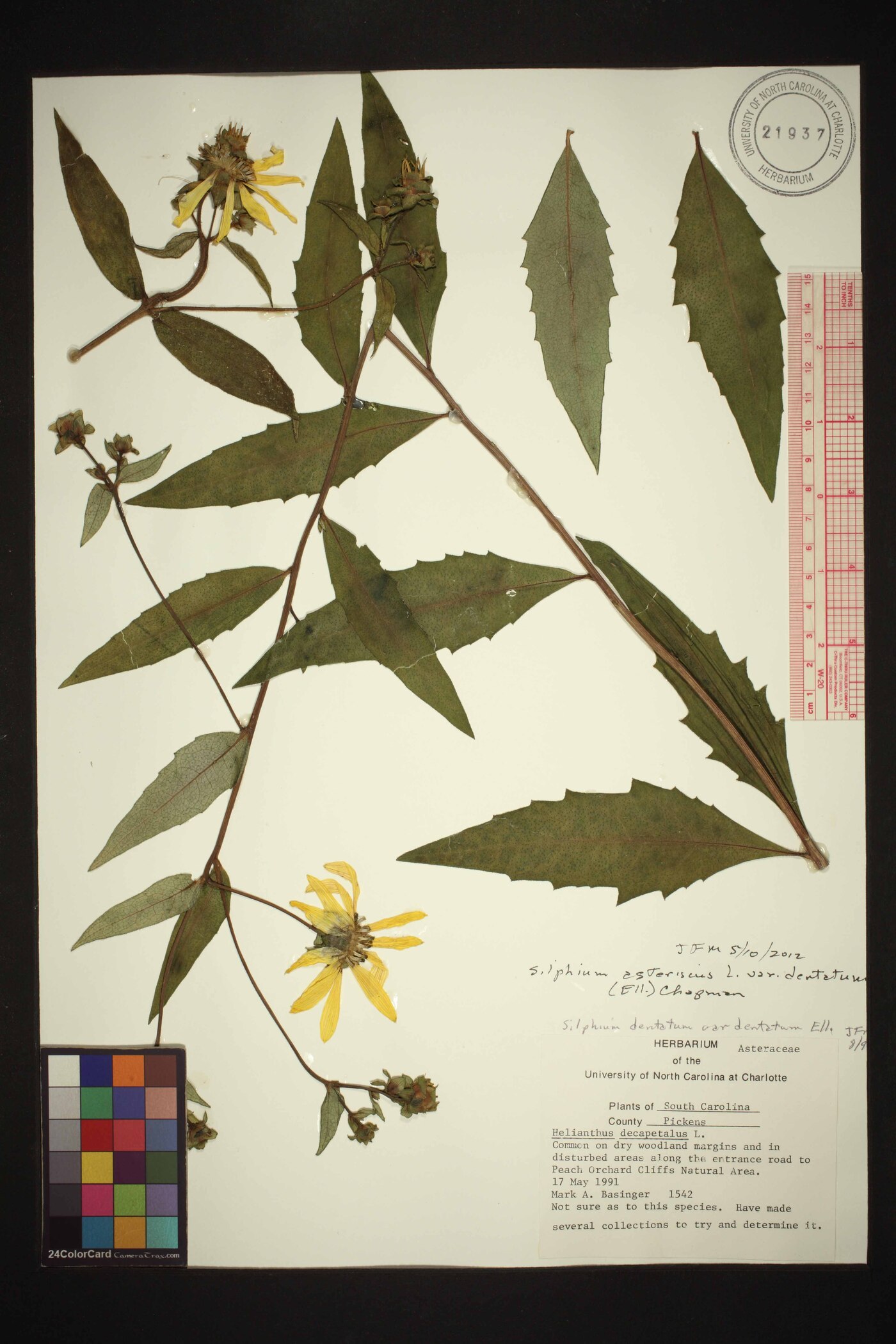 Silphium dentatum image