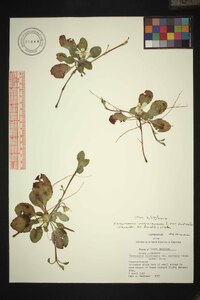 Chrysogonum repens image