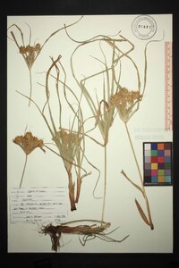 Cyperus strigosus var. strigosus image