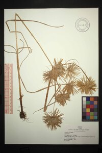 Cyperus strigosus var. strigosus image