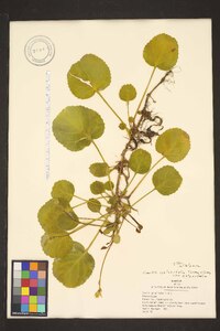 Shortia galacifolia var. galacifolia image