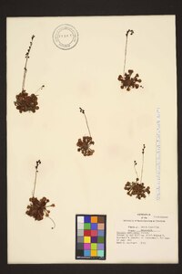 Drosera capillaris image