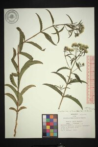 Eupatorium album image