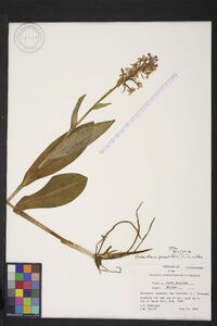 Platanthera psycodes image