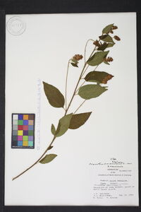 Ceanothus americanus var. americanus image