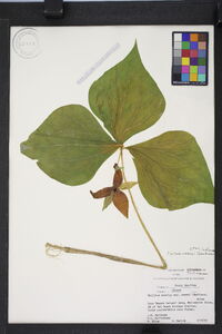 Trillium erectum var. vaseyi image