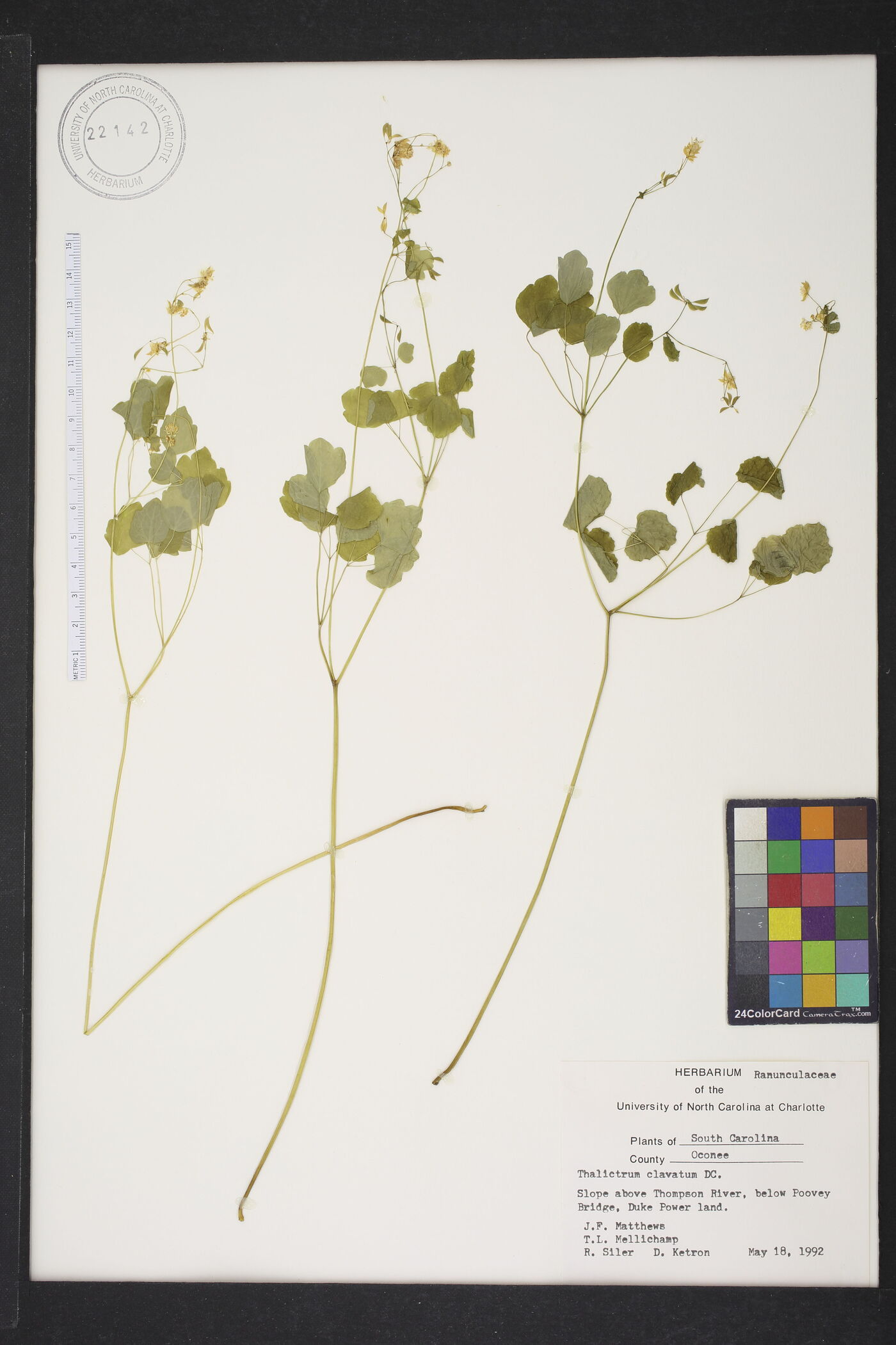 Thalictrum clavatum image
