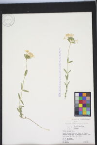Phlox amoena image