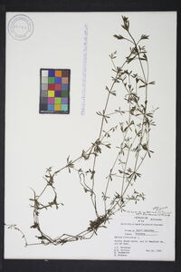 Galium tinctorium var. floridanum image