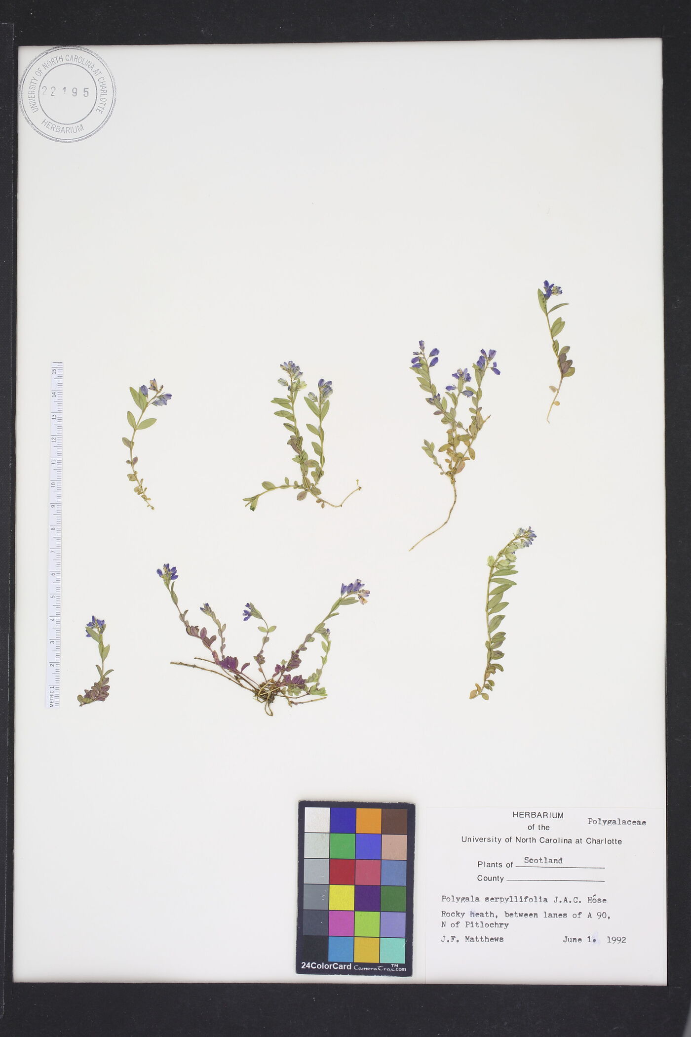 Polygala serpyllifolia image