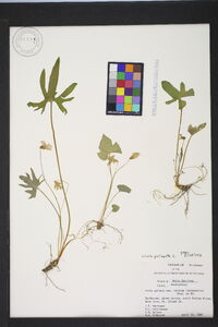 Viola palmata image