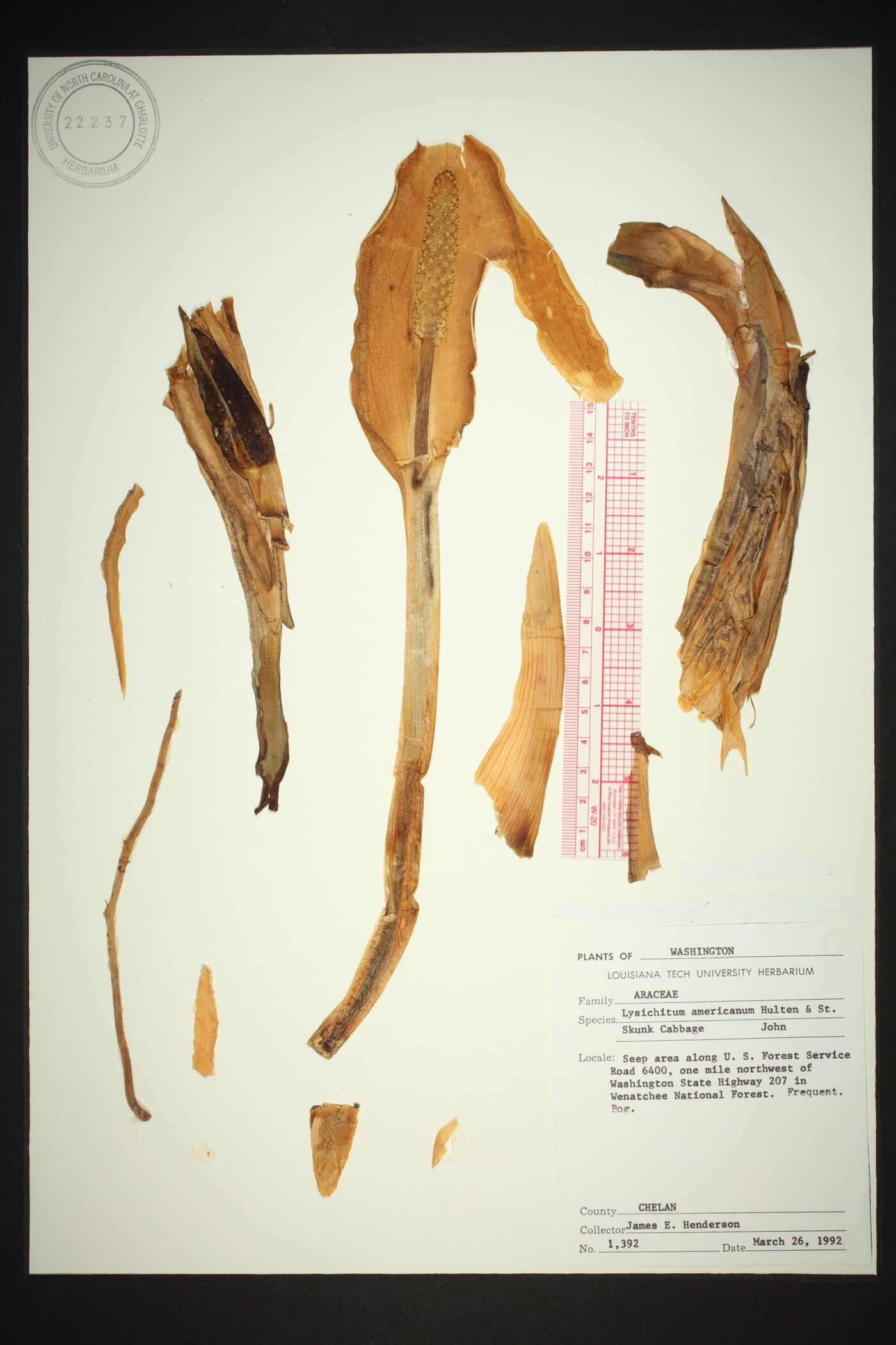 Lysichitum image