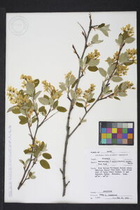 Image of Amelanchier x quinti-martii