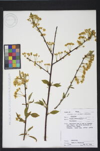 Prunus pensylvanica image