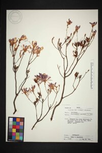 Rhododendron canadense image