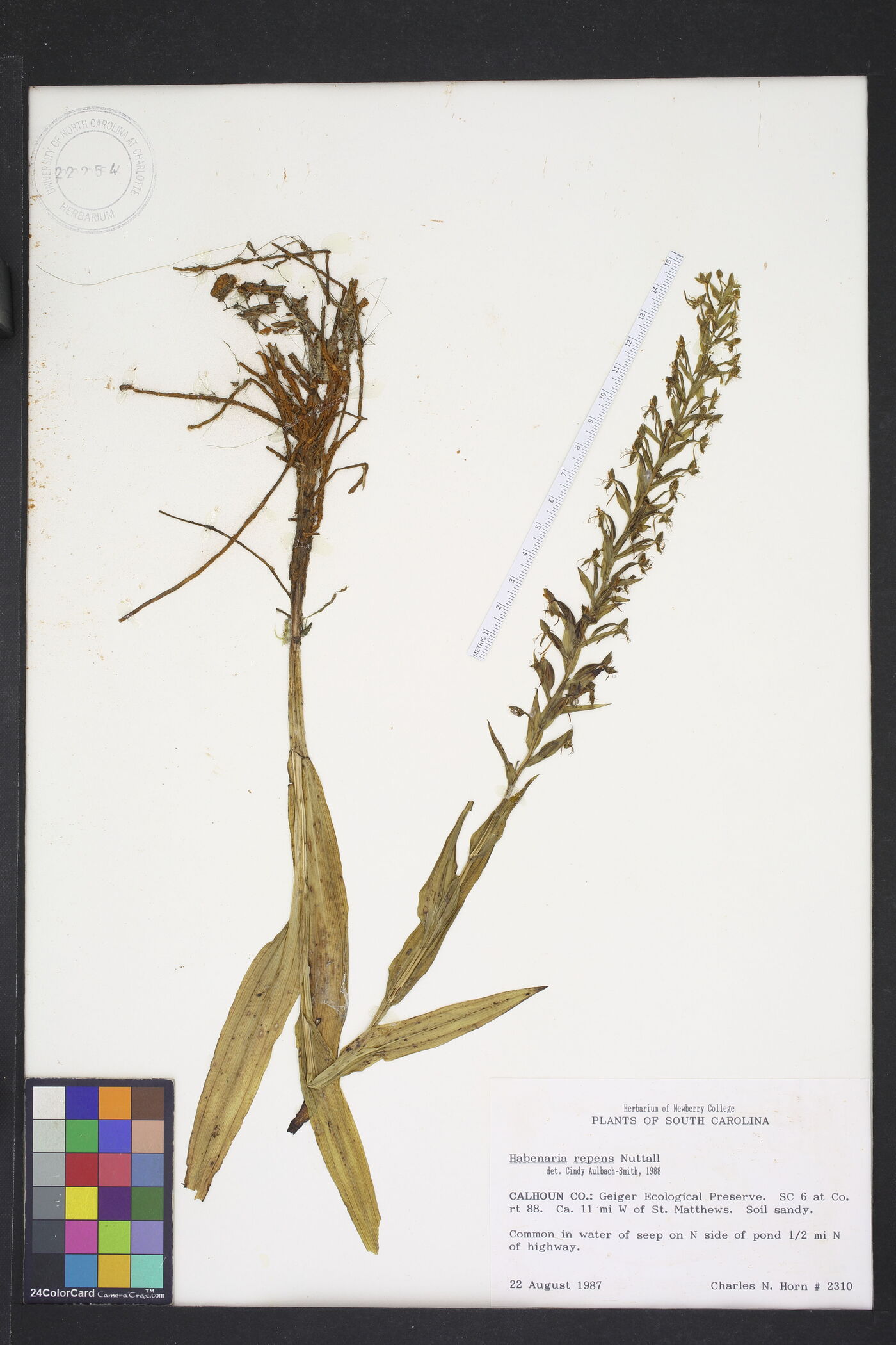 Habenaria repens image