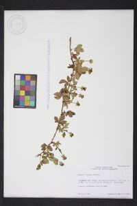 Rubus trivialis image