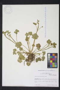 Ranunculus recurvatus var. recurvatus image