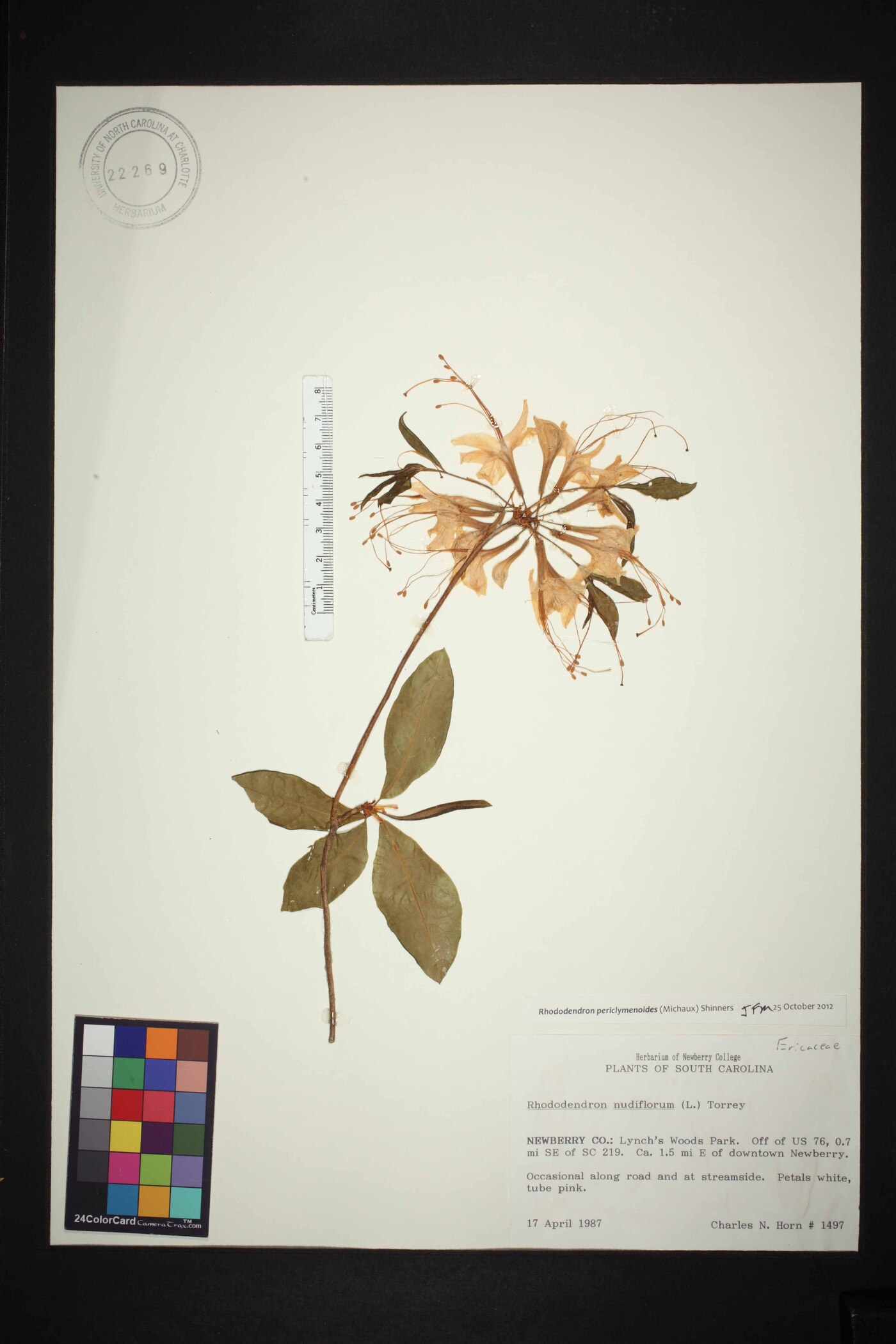 Rhododendron periclymenoides image