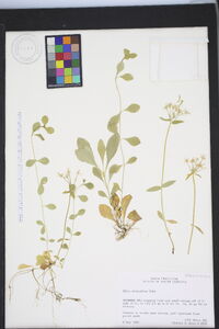 Phlox stolonifera image