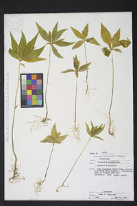 Trientalis borealis image