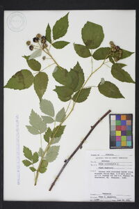 Rubus occidentalis image