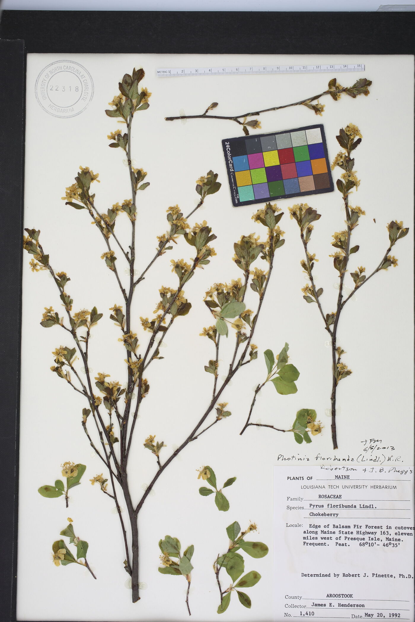 Photinia floribunda image