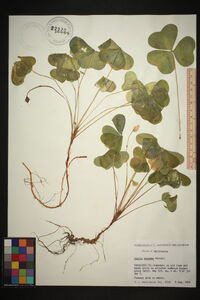 Oxalis oregana image