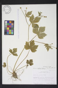 Ranunculus recurvatus var. recurvatus image