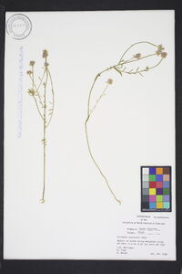 Polygala curtissii image