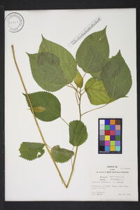 Laportea canadensis image