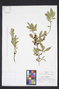 Forestiera acuminata image