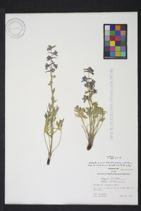 Delphinium carolinianum subsp. virescens image