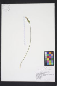 Polygala incarnata image