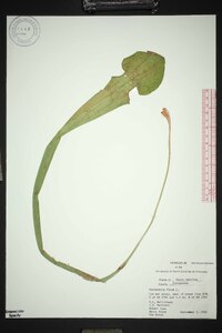 Sarracenia flava image