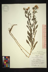 Heterotheca camporum var. glandulissima image